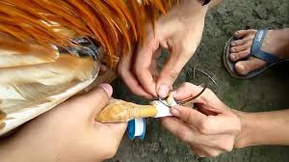Vảy tài được xem là dấu hiệu chiến kê có căn số thắng độ