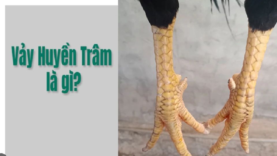 Gà huyền trâm thường đá nhanh, tung đòn quyết định chớp nhoáng