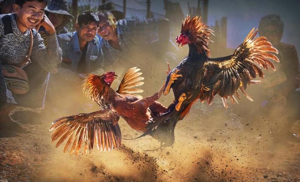 Gà sở hữu vảy hoa đăng thường là chiến kê đá tốc độ và hiểm hóc