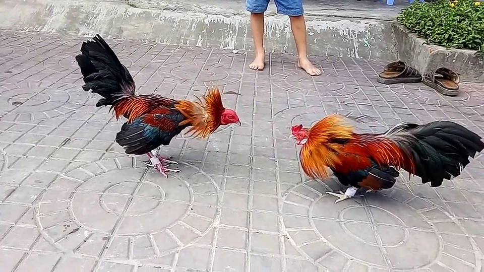 Cược đúng thời điểm giúp bạn kiểm soát rủi ro và tăng lợi nhuận
