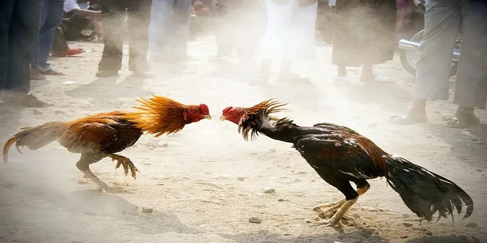 Vào nghệ giúp da gà đỏ, cứng và chịu đòn tốt hơn