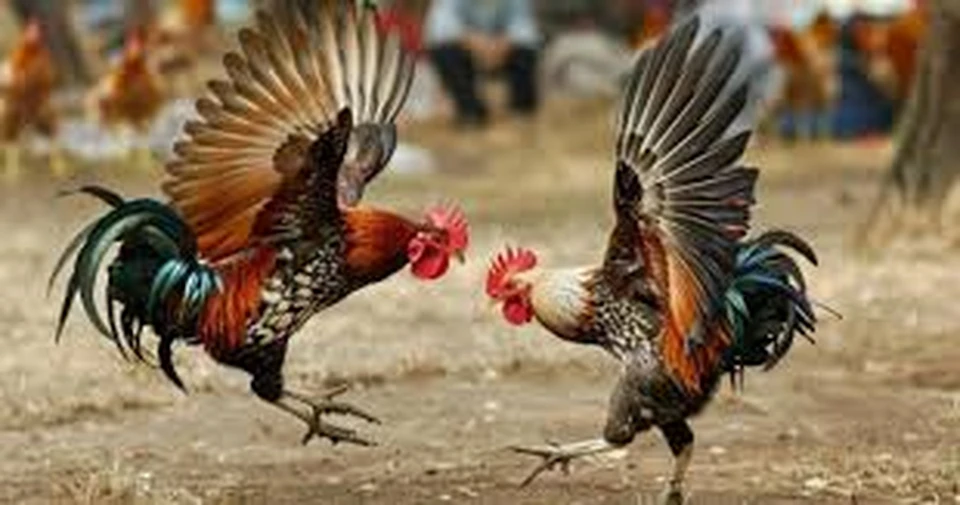Gà giống có tướng đẹp, mắt tinh là nền tảng của một chiến kê tiềm năng