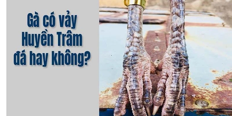 Huyền trâm là vảy nhỏ tròn, không đối xứng, cực hiếm gặp