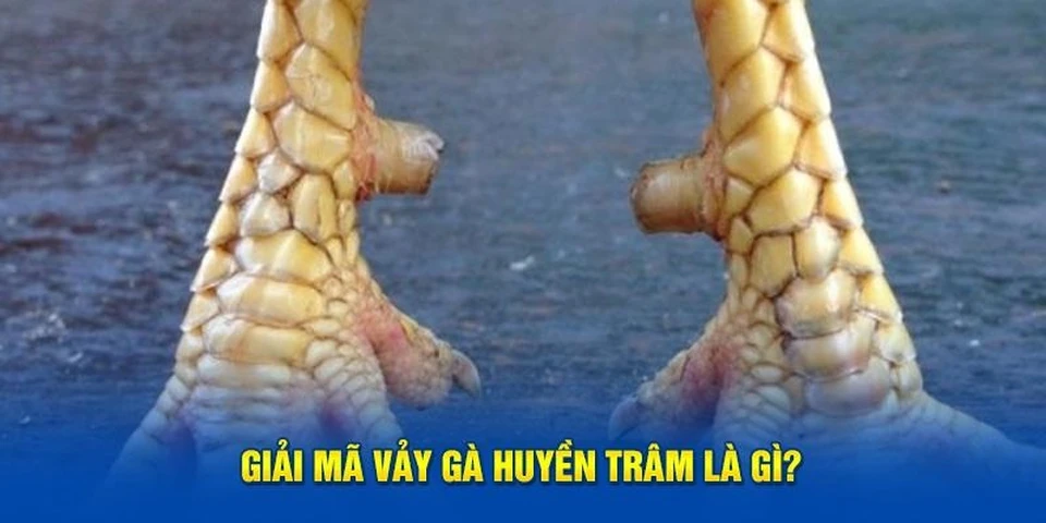 Xem kỹ chuyển động chân gà giúp nhận biết vảy hiểm khi cược