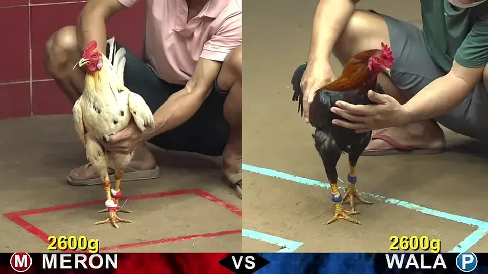 Người chơi có thể theo dõi và cá cược đá gà mạng ngay tại nhà